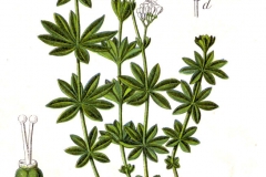 Plant-illustration-of-Woodruff