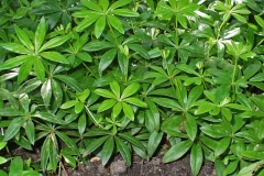Woodruff-leaves