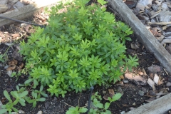 Woodruff-plant