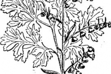 Sketch-of-Wormwood--plant