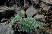 Small-Wormwood-plant