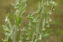 Wormwood-Buds