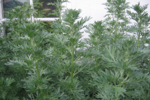 Wormwood-Bushes