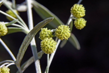 Wormwood-Flower