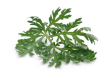 Wormwood-Leaf
