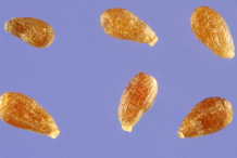 Wormwood-Seed