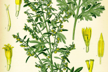 Wormwood-plant-Illustration