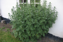 Wormwood-plant-near-the-house
