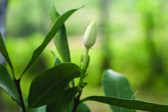 Flower-bud