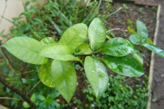 Leaves