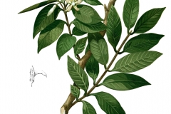 Plant-illustration