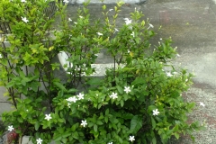 Plant-with-blossom