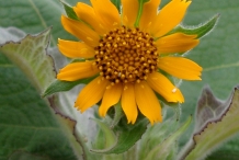 Close-up-flower-of-Yacon