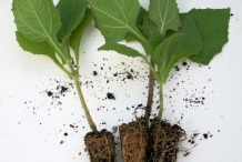Yacon-plant
