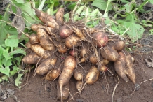 Yacon-root
