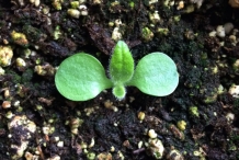 Yacon-seedling