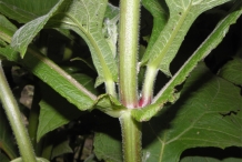 Yacon-stem