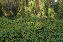 Yam-farm