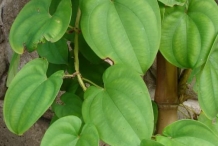 Yam-leaves