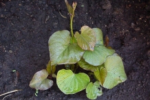 Yam-plant