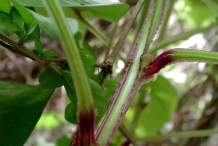 Yam-stem