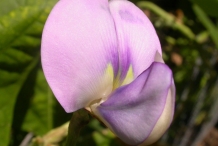 Close-up-flower-of-Yardlong-beans