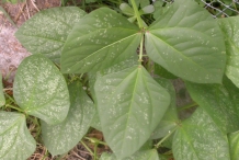 Leaves-of-Yardlong-beans
