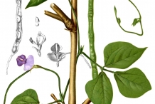 Plant-illustration-of-Yardlong-beans