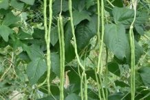 Yardlong-beans-in-the-plant