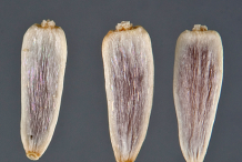 Archenes-of-yarrow-plant