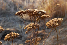 Dried-Yarrow-Plant
