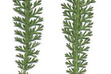 Leaves-of-Yarrow-plant