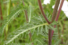 Stem-of-Yarrow-Plant