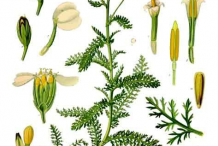 Yarrow-Plant-Illustration