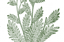 Yarrow-Plant-Sketch