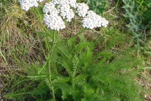 Yarrow-Plant