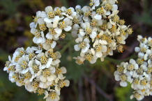Yarrow-flowers