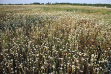 Yarrow-plant-growing-wild