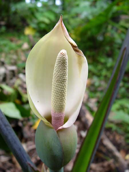 Yautia-close-up-flower
