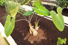 Full-plant-of-Yautia