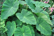 Leaves-of-Yautia