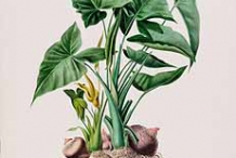 Plant-illustration-of-Yautia