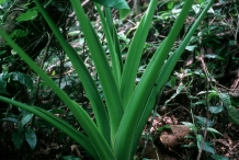 Stem-of-Yautia