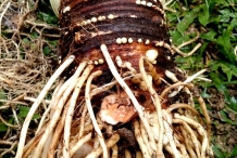 Texture-of-Yautia