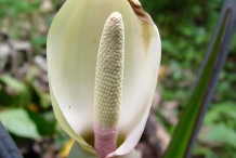 Yautia-close-up-flower