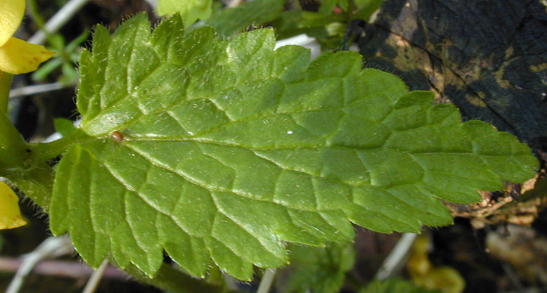 Close-view-of-Yellow-Archangel-leaf