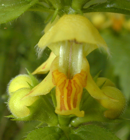Close-view-of-Yellow-Archangel