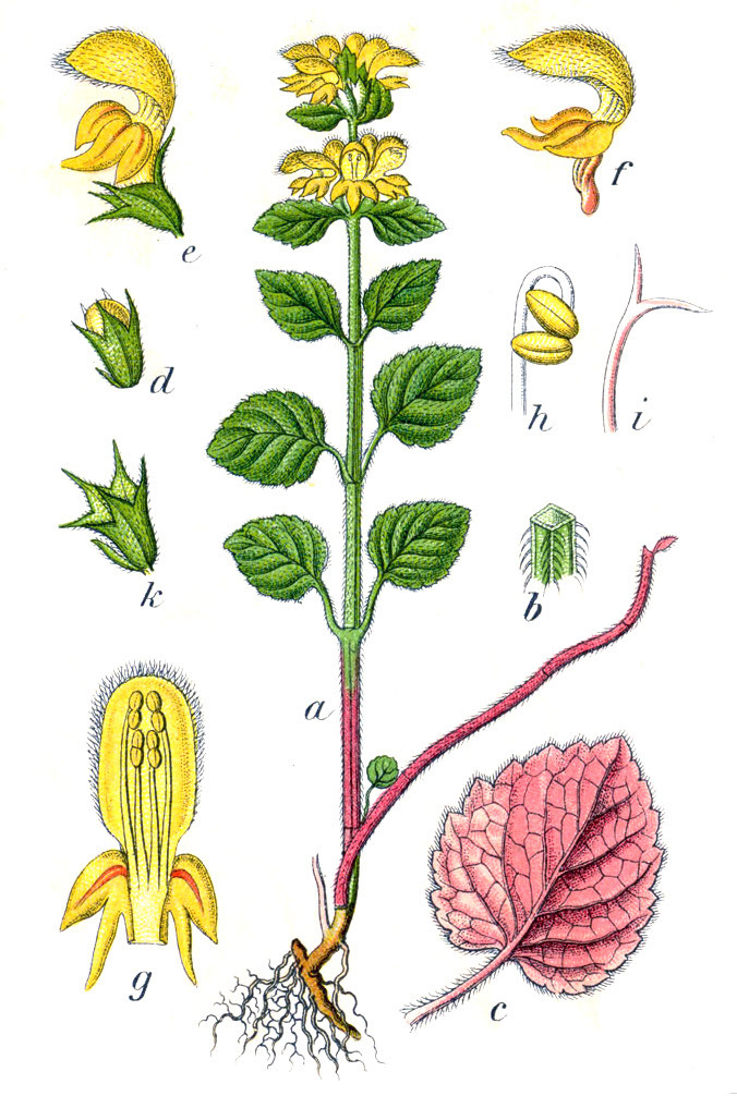 Plant-Illustration-of-Yellow-Archangel