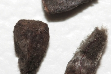 Seeds-of-Yellow-Archangel