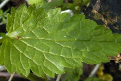 Close-view-of-Yellow-Archangel-leaf